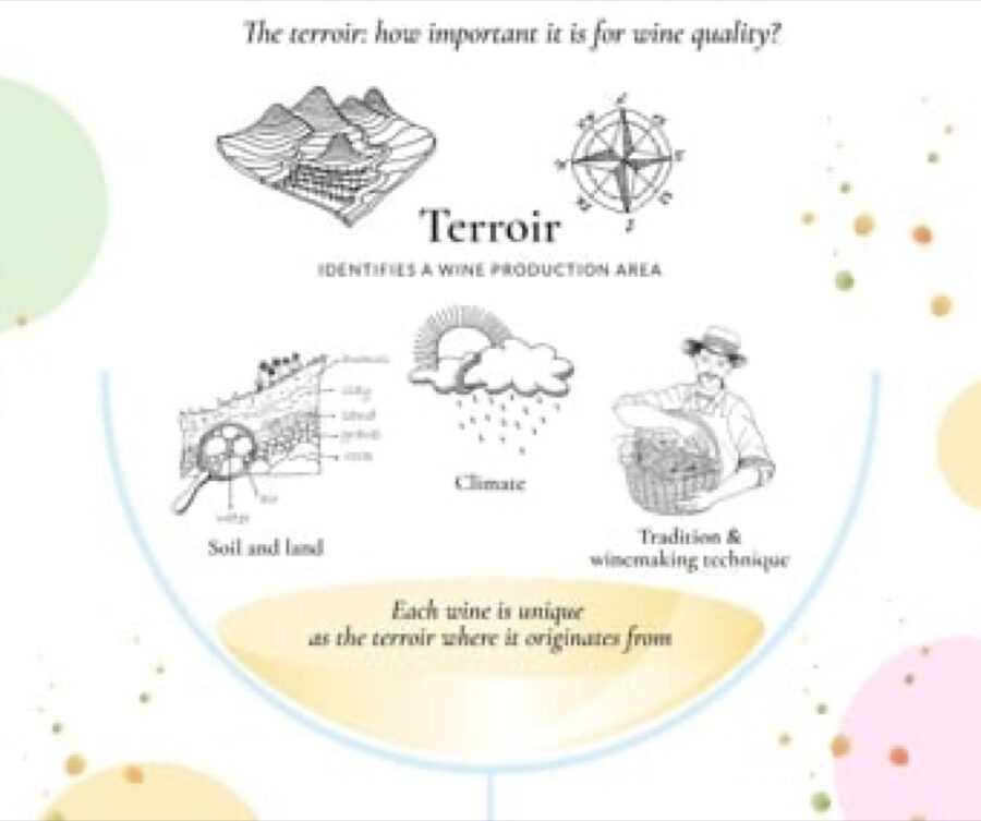Terroir trong rượu vang
